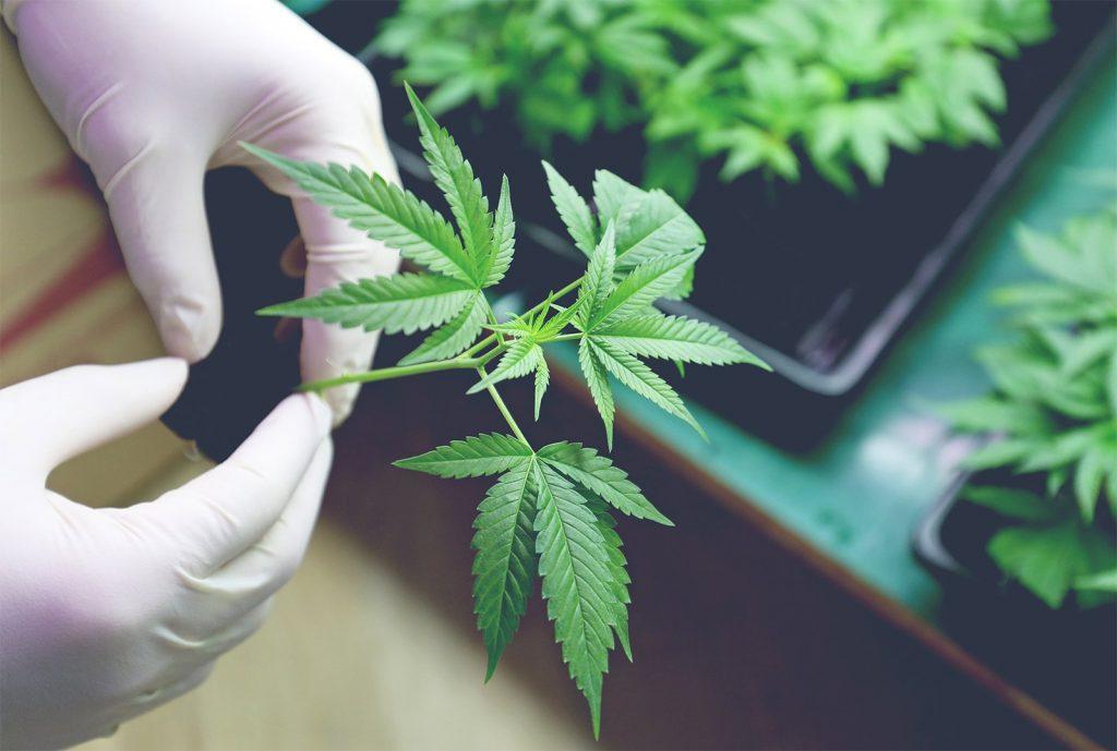 Legalizing Marijuana for Medicine