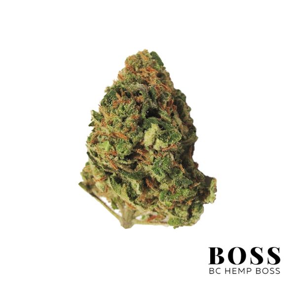 Ghost-OG