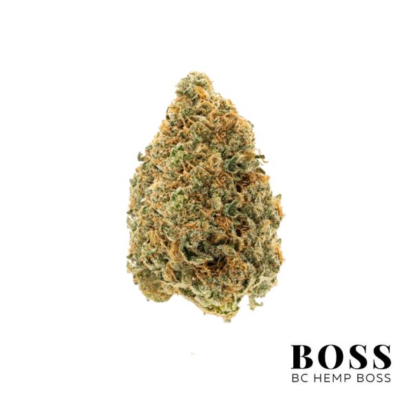 Chocolope-Kush